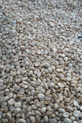 Coffee beans are dried in the sun.