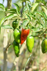 fresh green chili on plant closeup, chili plants in organic farming, Chilies closeup in field, Green chili plant in a farmer's field, Ripe green chili on a plant in Chakwal, Punjab, Pakistan