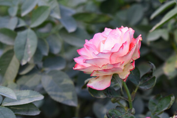 Beautiful pink white rose flower closeup in garden, A very beautiful pink white yellow rose flower bloomed on the rose tree, Rose flower closeup, bloom flowers, Natural spring flower floral background