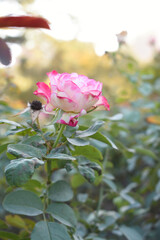 Beautiful pink white rose flower closeup in garden, A very beautiful pink white yellow rose flower bloomed on the rose tree, Rose flower closeup, bloom flowers, Natural spring flower floral background
