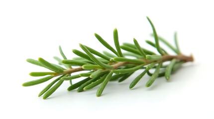 Fototapeta premium fresh rosemary isolated on white bg 