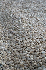 Coffee beans are dried in the sun.