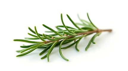 Fototapeta premium rosemary on white background