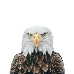 Fototapeta premium Close-up Bald Eagle Portrait