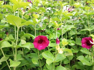 Red Allamanda (Allamanda blanchetii), known for its reddish-purple flowers.