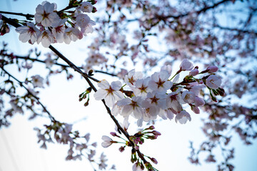 cherry tree blossom