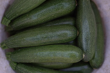 Harvesting zucchini in the garden Harvesting zucchini in the garden