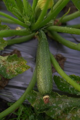 Fototapeta premium Harvesting zucchini in the garden Harvesting zucchini in the garden
