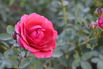 Beautiful red rose flower closeup in garden, A very beautiful red rose flower bloomed on the rose tree, Rose flower closeup, bloom flowers, Natural spring flower, Natural floral background,