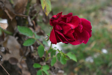 Beautiful red rose flower closeup in garden, A very beautiful red rose flower bloomed on the rose tree, Rose flower closeup, bloom flowers, Natural spring flower, Natural floral background,