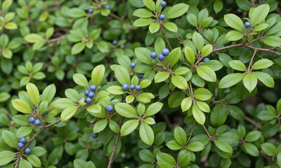 Evergreen Huckleberry (Vaccinium ovatum) Native to the Pacific Northwest, Evergreen Huckleberry is a small shrub known for its dark green,