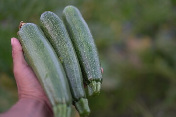 Harvesting zucchini in the garden Harvesting zucchini in the garden