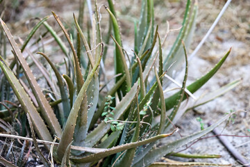 Obraz premium Aloe vera in the garden