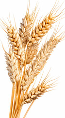 Golden wheat stalks, harvest, agriculture, field background, food ingredient