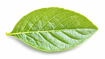 Obraz premium Green leaf isolated on white background, nature photography for websites