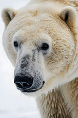Arctic Majesty: A close-up of a majestic polar bear, its pristine white fur a stark contrast against the snowy backdrop. This captivating portrait captures the animal's stoic gaze.