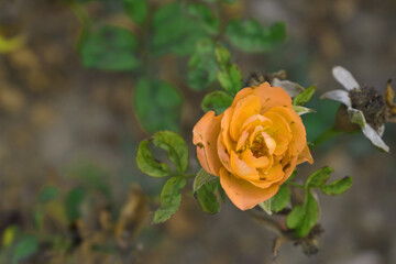 Beautiful orange rose flower closeup in garden, A very beautiful orange rose flower bloomed on the rose tree, Rose flower closeup, bloom flowers, Natural spring flower, Natural floral background,