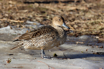 Northern pintail