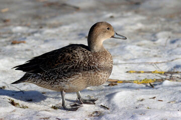 Northern pintail