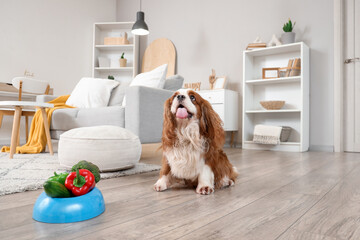 Cute cavalier King Charles spaniel with fresh vegetables in feeding bowl at home