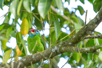 Blue-throated Barbet, living in the wild, eats ripe fruits.