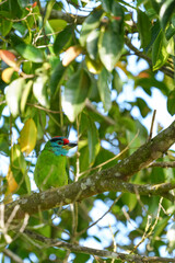 Blue-throated Barbet, living in the wild, eats ripe fruits.