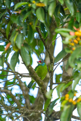 Blue-throated Barbet, living in the wild, eats ripe fruits.