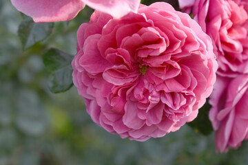Beautiful pink white rose flower closeup in garden, A very beautiful pink white yellow rose flower bloomed on the rose tree, Rose flower closeup, bloom flowers, Natural spring flower floral background