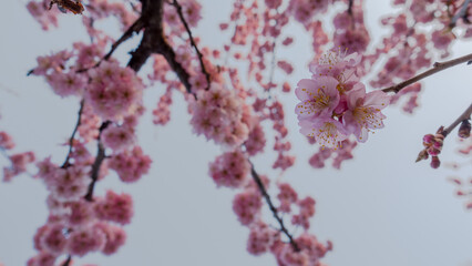 Cherry Blossoms