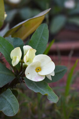 Close up of beautiful white Euphorbia milii, the crown of thorns, called Corona de Cristo. Crown of...