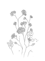 Black and white digital art floral template. Isolated Hand drawn black contours of small gypsophila flowers on white background. Template for design, coloring page, invitation.