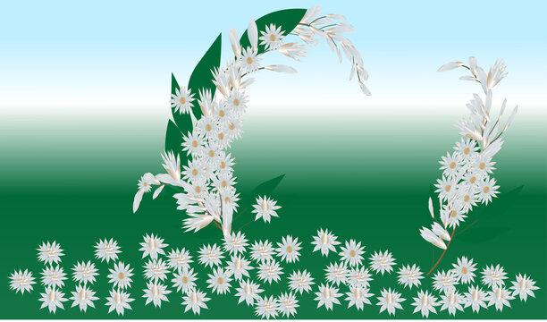 bokul ful a very nice flower