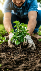 Man planting sapling in garden, sunny day