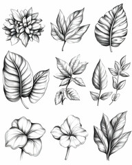 Monochrome botanical illustrations flowers and leaves for design