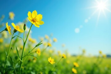 Yellow flowers blooming on stems, stretching upwards towards sky, blossom, plant growth