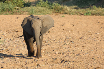 Afrikanischer Elefant / African elephant / Loxodonta africana
