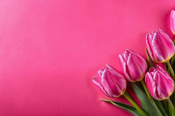 Fototapeta premium Three pink tulips are arranged in a row on a pink background