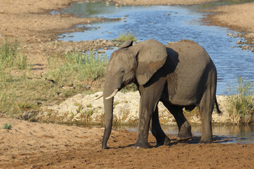 Fototapeta premium Afrikanischer Elefant / African elephant / Loxodonta africana
