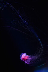 Jellyfish in the aquarium