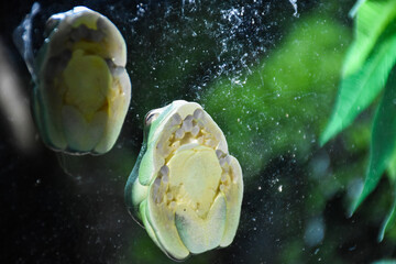 Tree frog's foot pressed against glass.