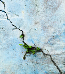 Weathered concrete wall with cracks and moss growth, showcasing natural aging. Ideal for textures, backgrounds, and environmental themes