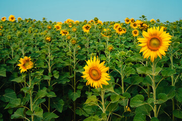 Sunflowers in the garden on a summer day