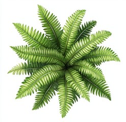 Overhead view lush green fern, isolated, white background, botanical illustration, design element