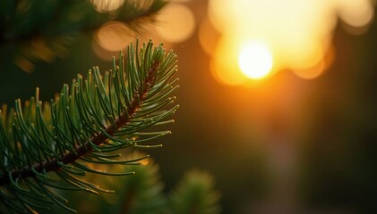 Gentle pine branch in the soft warm light of a sunset, pine, sun, evergreen