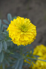 Yellow marigold flower blossom in garden, Yellow Mari Gold flowers for decorate garden, Close up of beautiful Yellow marigold flower. Nature, Marigold flowers bloom in the morning, Marigold