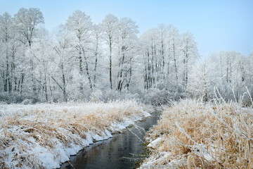 Beautiful winter day with trees covered with hoarfrost