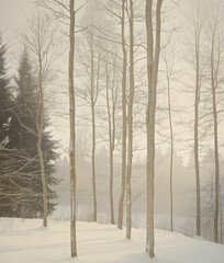 sand dunes in winter