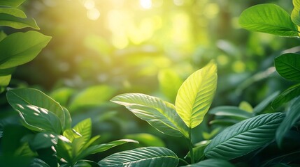 Fototapeta premium Close-up of Green Leaves with Soft Sunlight Filtering Through Foliage