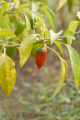 fresh red chili vegetable on plant closeup, chili plants in organic farming, Chilies closeup in field, red chili plant in a farmer's field, Ripe red chili on a plant in Chakwal, Punjab, Pakistan