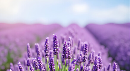 Obraz premium lavender field in region